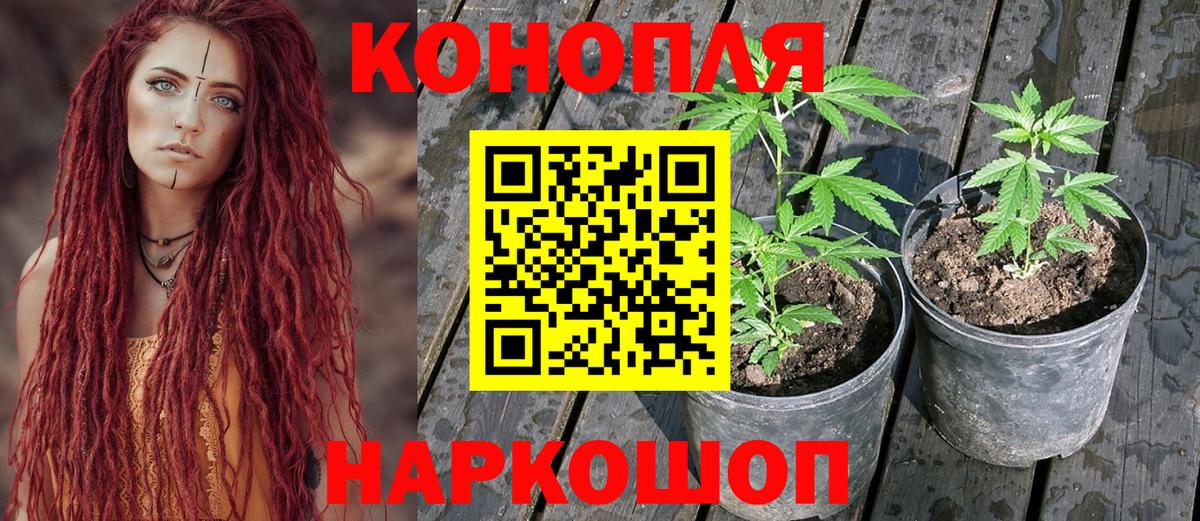Канабис конопля  Вход с VPN  Бошки марихуана сатива  Добрянка 
